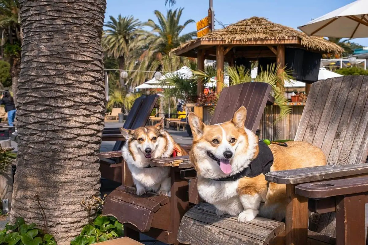 huisdier hond kat vakantie